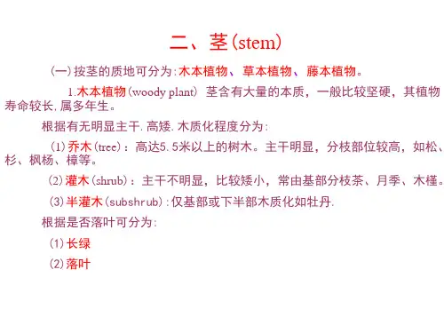 茎