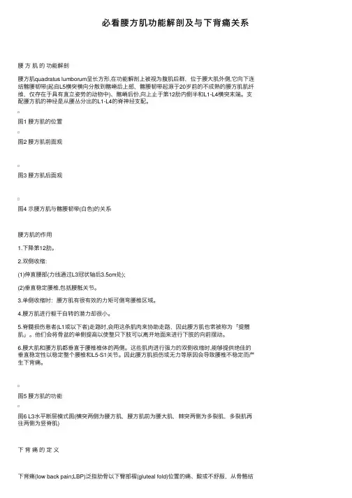 必看腰方肌功能解剖及与下背痛关系