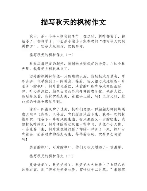 描写秋天的枫树作文