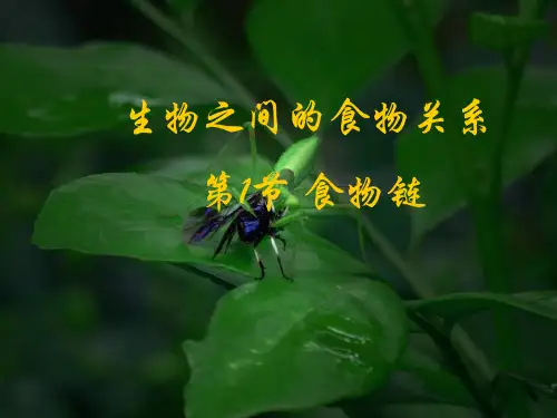 苏科版七年级上册生物  3.6.1食物链 课件   (共22张PPT)
