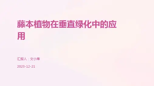 藤本植物在垂直绿化中的应用