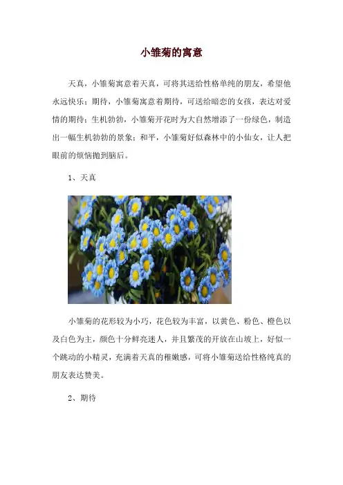 小雏菊的寓意
