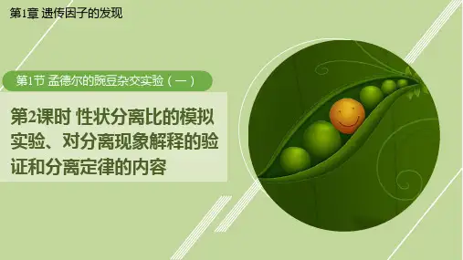 性状分离比的模拟实验、对分离现象解释的验证和分离定律的内容课件高一下学期生物人教版必修2