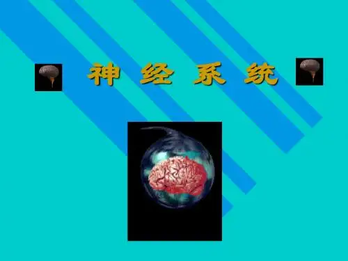 神经系统