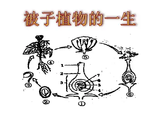 被子植物的一生-复习课件-2020-2021学年七年级生物人教版上册