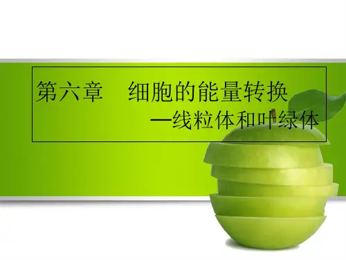 第六章细胞的能量转换ppt课件