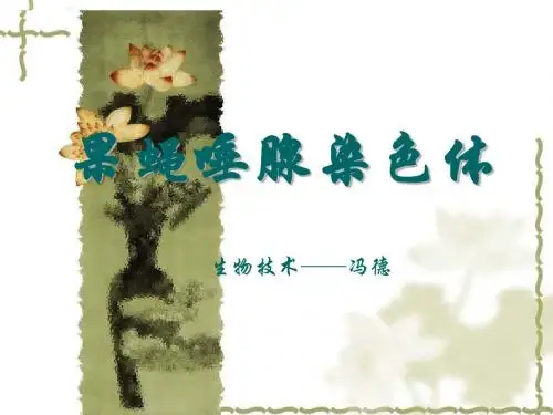 果蝇唾腺染色体