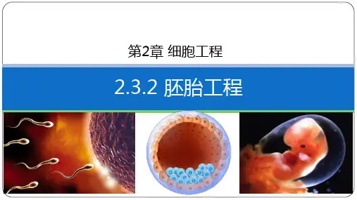胚胎工程课件高二下学期生物人教版选择性必修32