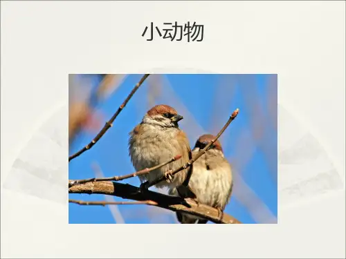 最新二年级上册音乐课件-小麻雀｜人音版(简谱)