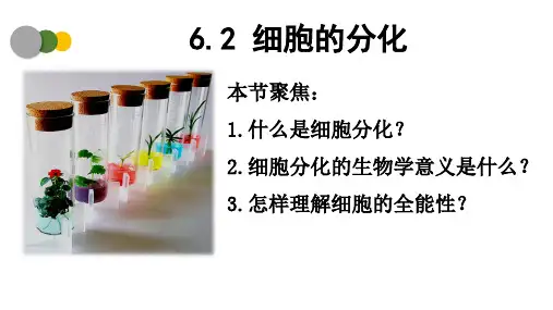 细胞的分化ppt课件