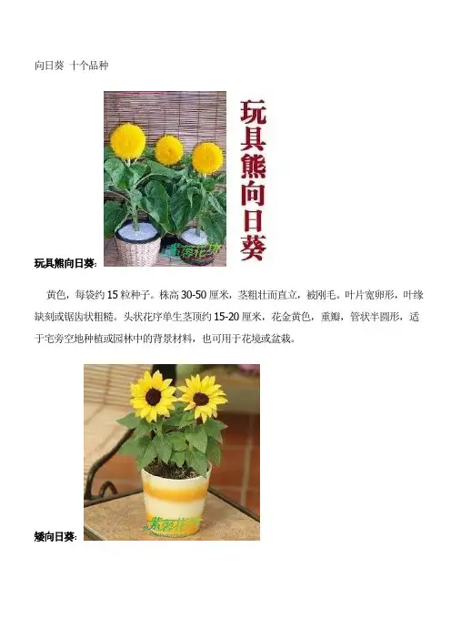 向日葵 十个品种