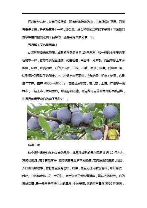 四川适合种什么李子品种