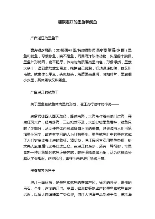 趣谈湛江的墨鱼和鱿鱼