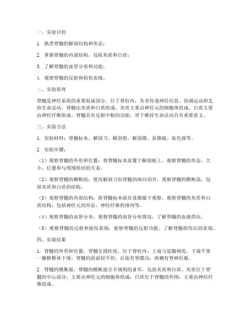 脊髓解剖实验报告