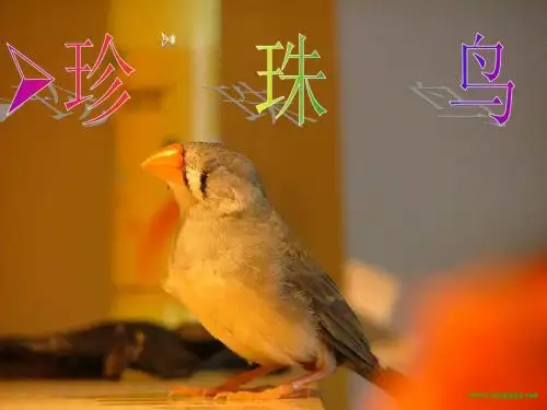 语文五年级下册《珍珠鸟》PPT