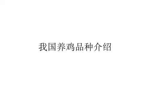 当前我国养鸡品种介绍