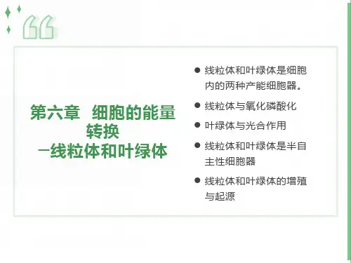 细胞生物学第六章细胞的能量转换器
