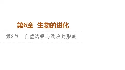 人教版高中生物学必修2  遗传与进化 课件 第6章 第2节 自然选择与适应的形成