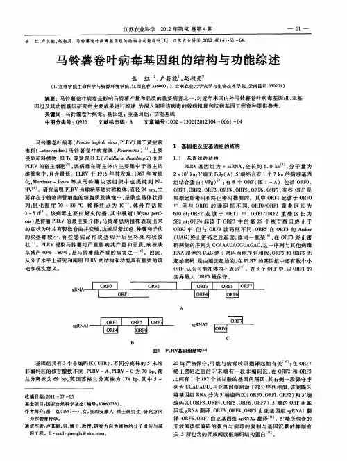 马铃薯卷叶病毒基因组的结构与功能综述