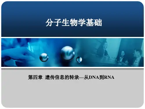 分子生物学第四章