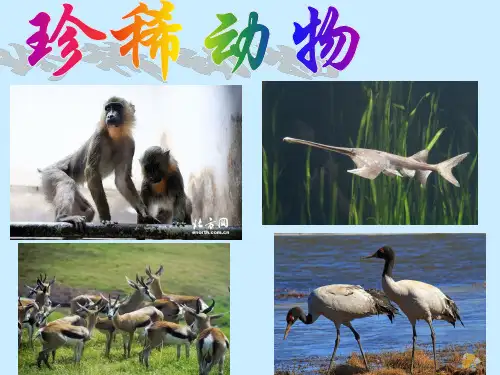 (青岛版)五年级数学上册四单元信息窗(1)简易方程精品PPT课件