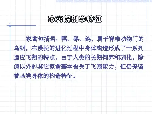 家禽解剖