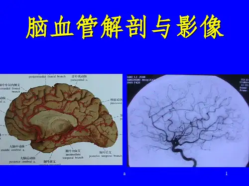 颈内动脉解剖PPT