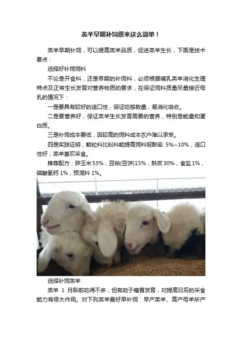 羔羊早期补饲原来这么简单！
