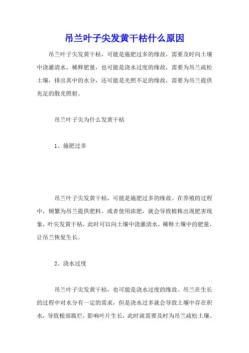 吊兰叶子尖发黄干枯什么原因