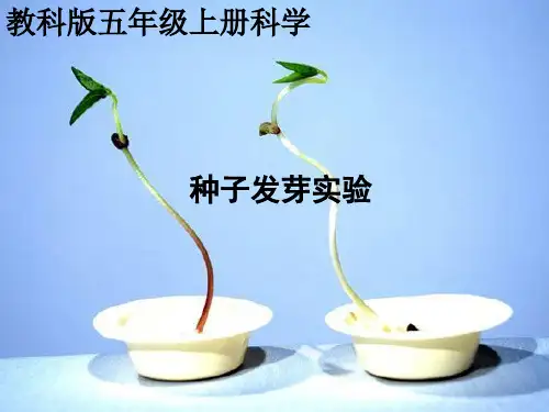 教科版科学五年级上册《观察绿豆芽的生长》教学课件1