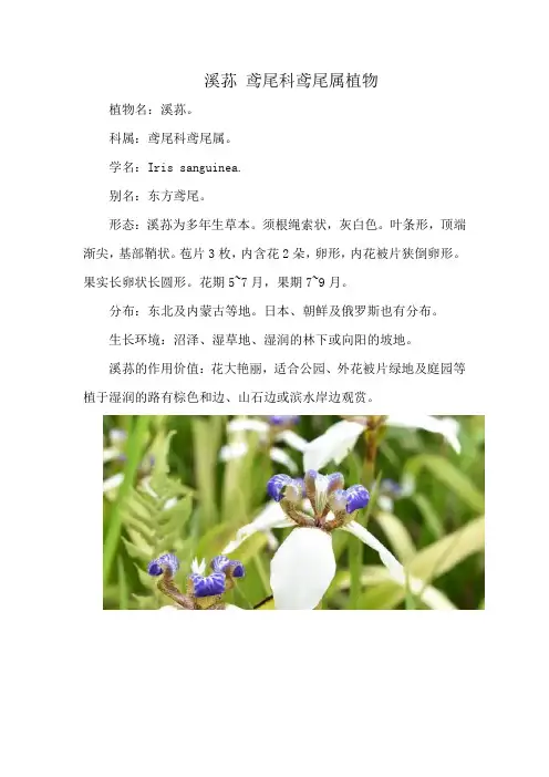 溪荪 鸢尾科鸢尾属植物