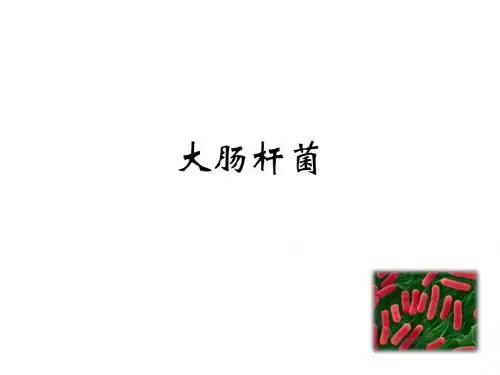 大肠埃希氏菌