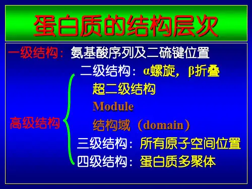 蛋白质化学4高级结构