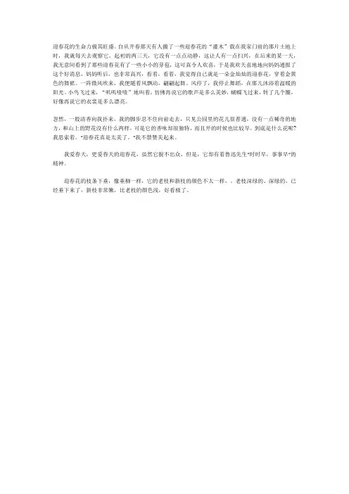 迎春花作文小练笔