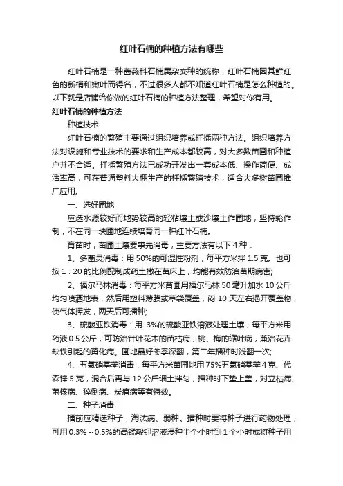 红叶石楠的种植方法有哪些