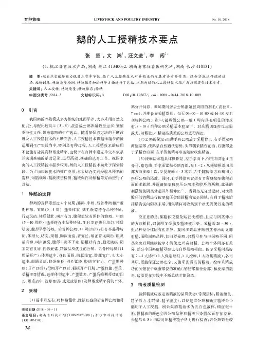 鹅的人工授精技术要点