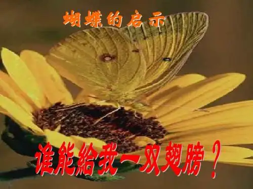 蝴蝶的蜕变