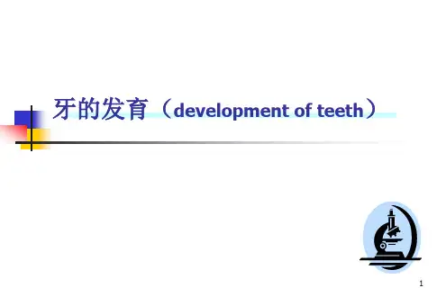 口腔组织病理学：牙的发育(development of teeth)