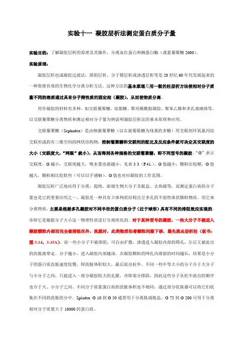 10、凝胶层析(分子筛层析)分离蛋白质