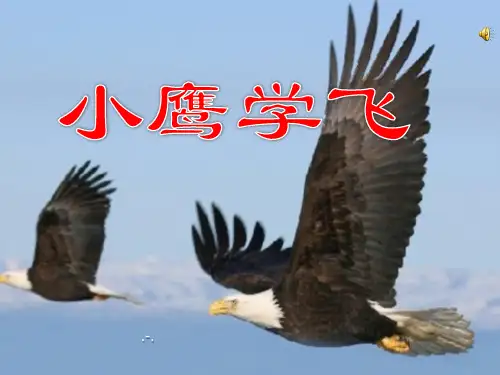苏教版二年级上册语文《小鹰学飞》PPT课件