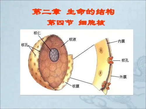 细胞核原核细胞ppt 浙科版