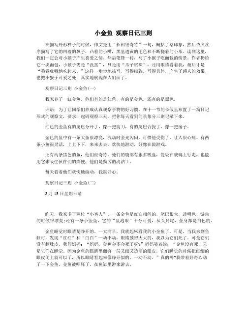 小金鱼 观察日记三则