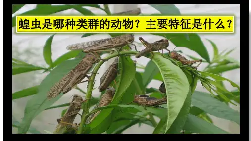 人教版八年级生物上册：5. 软体动物和节肢动物—— 节肢动物  课件