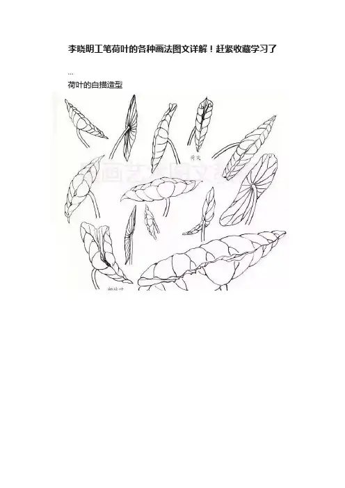 李晓明工笔荷叶的各种画法图文详解！赶紧收藏学习了