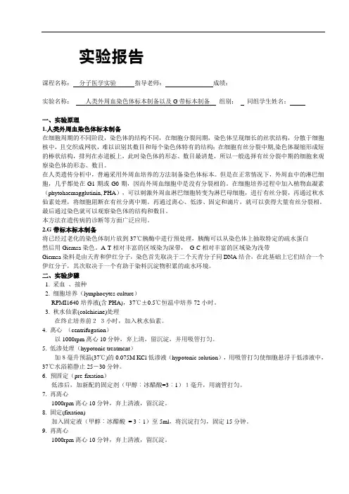 人类外周血染色体标本制备以及G带标本制备