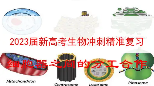 2023届新高考生物冲刺精准复习  细胞器之间的分工合作