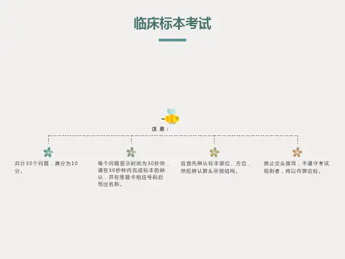 系统解剖标本考试(医学生的必备)