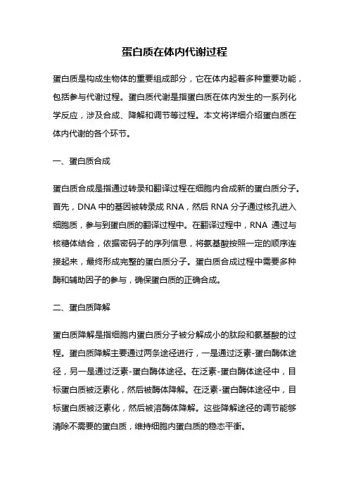 蛋白质在体内代谢过程