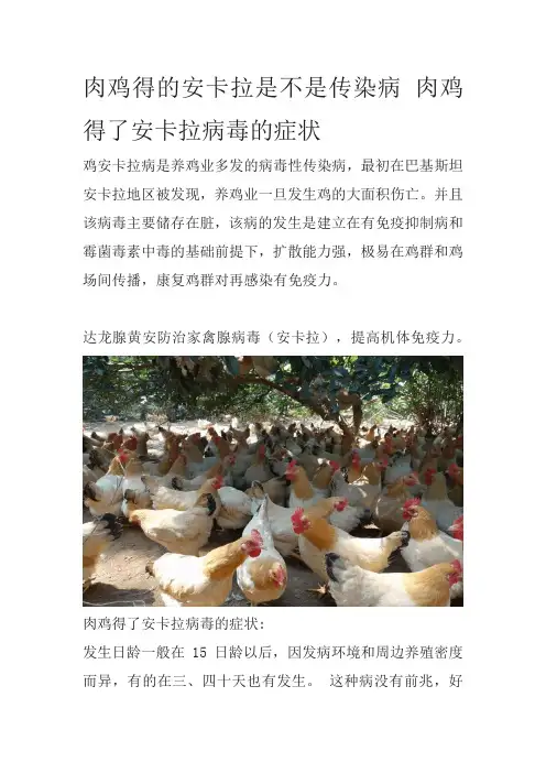 肉鸡得的安卡拉是不是传染病肉鸡得了安卡拉病毒的症状