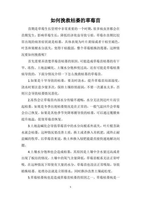 如何挽救枯萎的草莓苗